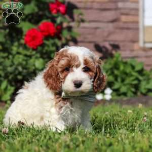 Baxter, Cockapoo Puppy